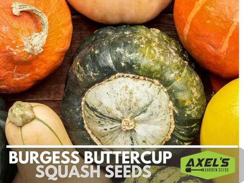 Miniatura 4 de Semillas de calabaza de invierno para plantar – Planta y cultiva calabaza Burgess Buttercup – Instrucciones para plantar un jardín de verduras