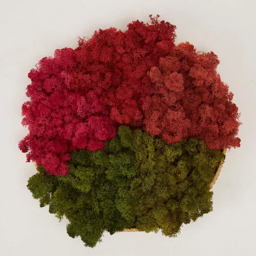 Miniatura 48 de Musgo de Reno Preservado Verde Natural Kit de Bricolaje Arte de Jardinería Decoración de Pared Decoración de Floristería Decoración de Mesa