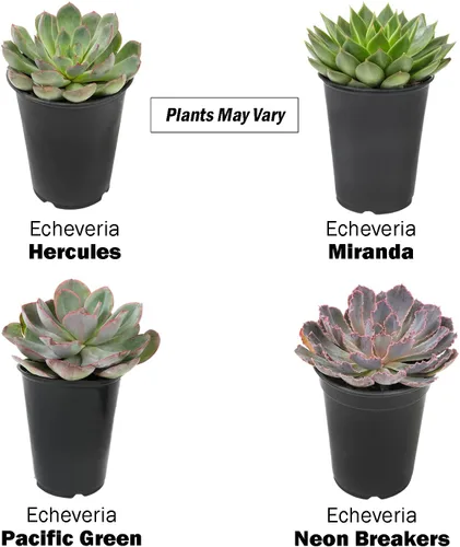 Miniatura 5 de Suculentas Echeveria de 1 cuarto de galón, 4 unidades, suculentas vivas recuerdos de fiesta en macetas suculentas, plantas suculentas vivas plantas