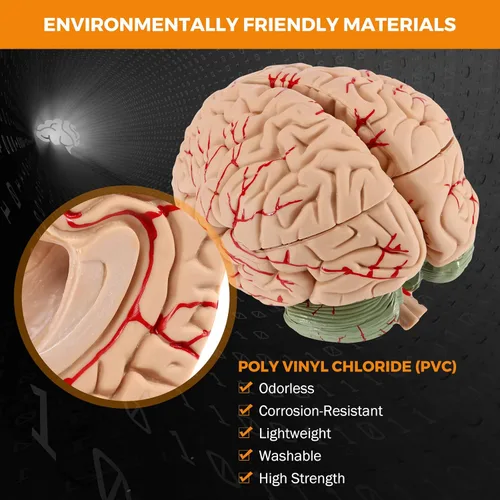 Miniatura 2 de BEAMNOVA Modelo de cerebro humano con vasos, modelo de anatomía de tamaño real de 8 partes desmontable con imanes, herramienta de enseñanza