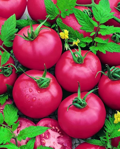 Brandymaster Pink F1 Hybrid Tomate ~25 Seeds - Hybrid F1 - Semillas de horticultura - Sin OMG - Solanum lycopersicum