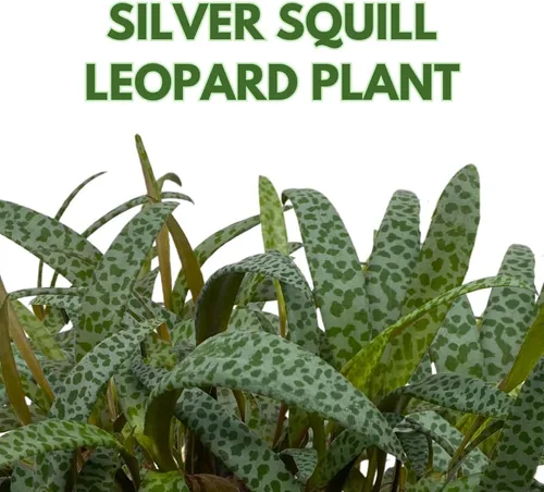 Miniatura 2 de BubbleBlooms Planta de leopardo Squill de plata, Ledebouria socialis, 4 pulgadas