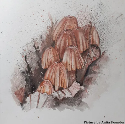 Miniatura 2 de Derwent Shade & Tone 2305903 - Juego de 16 piezas, colores naturales con tinta, grafito, lápices y carbón tintado, calidad profesional (2305903)