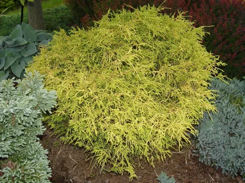 Miniatura 2 de Chamaecyparis p. f. 'Aurea' (ciprés de hilo de oro) de hoja perenne, follaje amarillo, # 2 - Contenedor