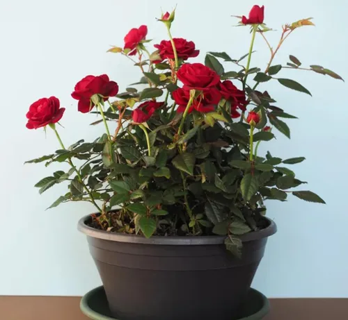 Miniatura 3 de 100 semillas de rosas rojas perennes hermosas semillas de flores florecientes para plantar