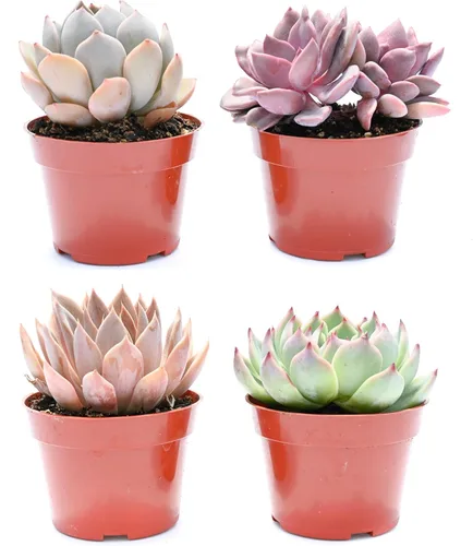 Live Echeveria - Plantas suculentas (paquete de 4) – Surtido de 4 pulgadas – Suculentas Echeveria totalmente enraizadas – Juego de suculentas de