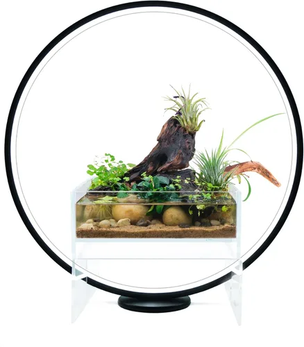 Luz de crecimiento de plantas de espectro completo con soporte de exhibición, para terrario, acuario de nano pez, bonsái, plantas en maceta. Regalo