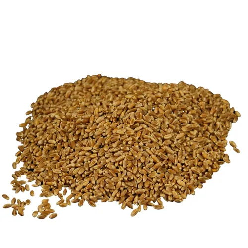 Miniatura 7 de WHEATLAND™ Bayas de trigo orgánico rojo duro • Cubo de 20 lb, sellado en Mylar • Almacenamiento de alimentos de emergencia • Cultivado por