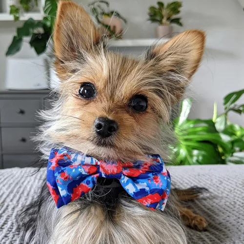 Miniatura 6 de Huxley & Kent Pajarita para mascotas para perros y gatos – 4 de julio ajustable con gancho y lazo accesorio – Lindo y cómodo para vacaciones