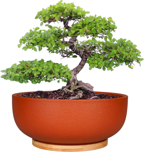 Miniatura 10 de SQOWL Maceta de terracota para bonsái y suculenta de 8 pulgadas, maceta de cerámica redonda para cactus, maceta de arcilla con agujero de drenaje