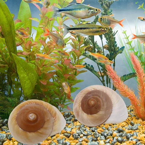 Miniatura 7 de Paquete de 4 conchas de cangrejo ermitaño grandes, caracol de muffin, turbo, caracol gigante de tierra Casa de cangrejo ermitaño para decoración