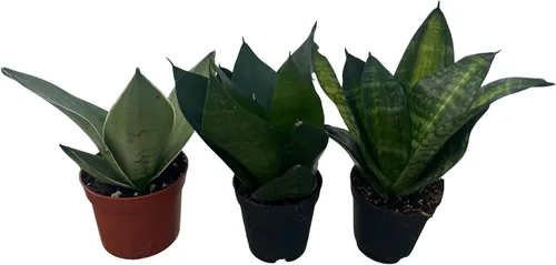 Miniatura 3 de Birdsnest Snake Plant Collection - Sanseveria - 3 plantas que crecen en macetas de 2 pulgadas