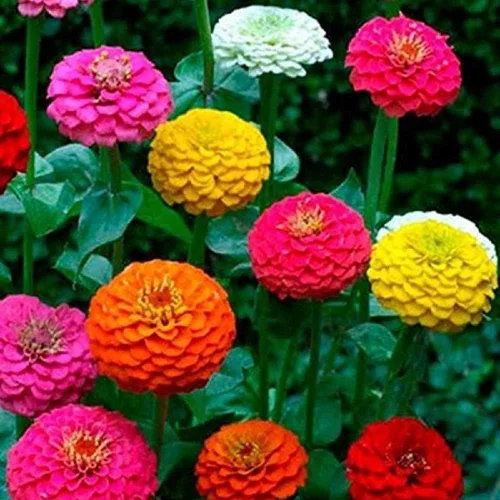 Miniatura 2 de Semillas de flores de zinnia gigantes de California, 25 unidades de la marca "COOL BEANS N SPROUTS". Sin OMG. Jardinería Homer.
