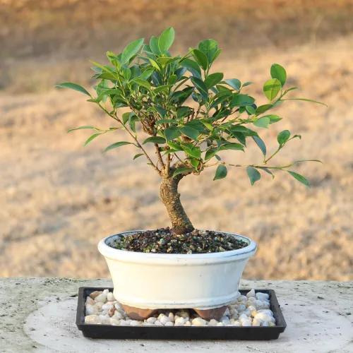 Miniatura 5 de Brussel's Live Golden Gate Ficus - Árbol bonsái para interiores, 5 años de edad; 6 a 10 pulgadas de alto con recipiente decorativo, bandeja