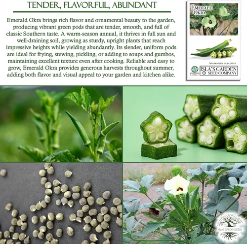 Miniatura 5 de Semillas de okra esmeralda para plantar (Abelmoschus esculentus) – Más de 150 semillas sin OMG y reliquias de Isla's Garden Seeds, cápsulas verdes