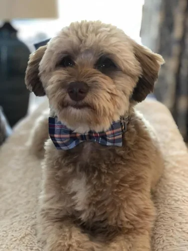 Miniatura 7 de Lionet Paws Collar para perro y gato con corbata de moño, hebilla de plástico ajustable, collar de cuadrícula para perros pequeños, medianos
