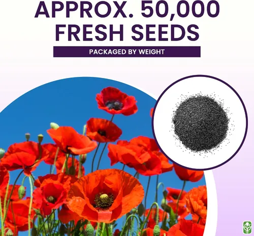 Miniatura 3 de Semillas de amapola roja de Flandes para la plantación - Más de 50.000 semillas de flores frescas - Cultivadas en los EE. UU. - Flor silvestre