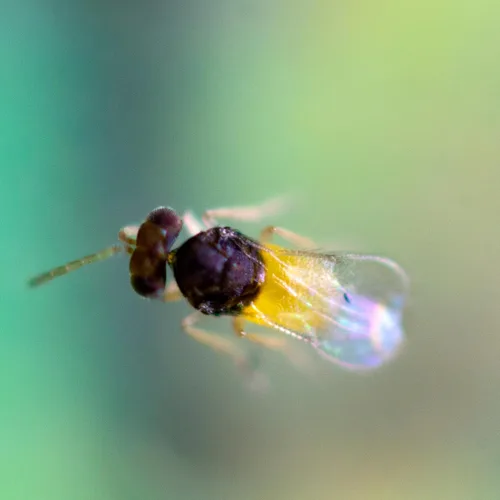 Miniatura 2 de 1,000 huevos de Encarsia Formosa para el control de la mosca blanca