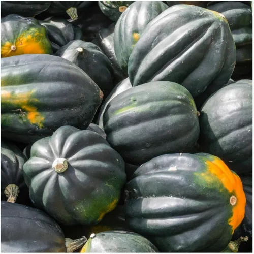 Everwilde Farms - Semillas orgánicas de calabaza de invierno de bellota King de 1 onza - Paquete Gold Vault