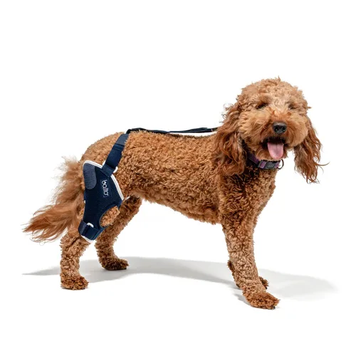 Balto Rodillera ortopédica ACL/CCL para perros, estabilizador de piernas ajustable para dolor en las articulaciones, recuperación de lesiones y
