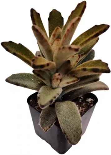 Miniatura 15 de Plantas de cactus suculentas vivas de USKC (maceta de 2 pulgadas) (Adromischus Maculatus)