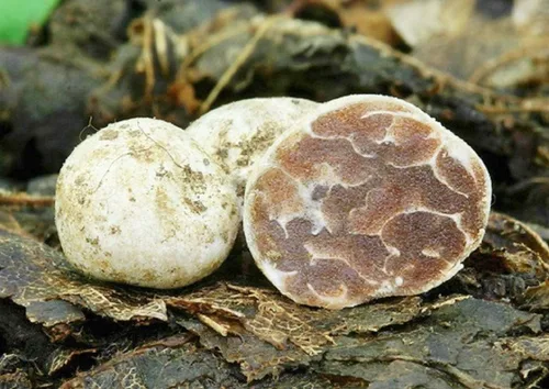 Miniatura 2 de Más de 100 hongos de trufa blanca Esporas de desove micelio - Gris hongo