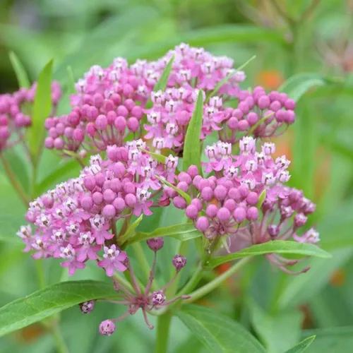 Semillas de algodoncillo de pantano, también conocida como hierba de leche de rosa, rosa carmín, flores rosas para monarcas - Asclepias incarnata