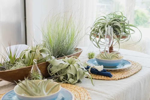 Miniatura 5 de Plantas de aire Xerographica Seedling de 2 a 4 pulgadas de ancho – Tillandsia suculentas plantas de interior – disponibles al por mayor y a granel