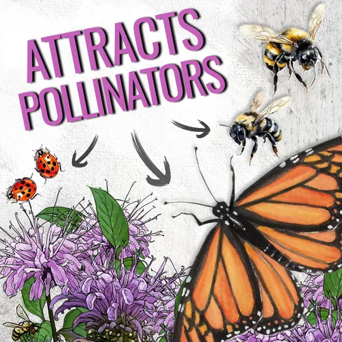 Miniatura 5 de Seed Needs Semillas de bálsamo de abeja para plantar bergamota silvestre, reliquia y flores perennes de polinización abierta para cultivar un jardín