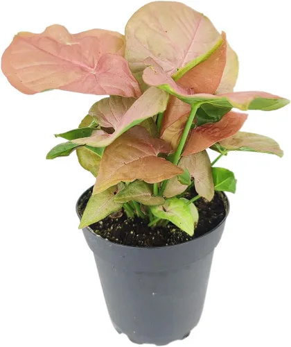 Miniatura 21 de Árbol de dinero trenzado de tocón de Pachira (4 pulgadas), plantas de interior de la suerte, plantas de interior decorativas únicas de 4/6 pulgadas