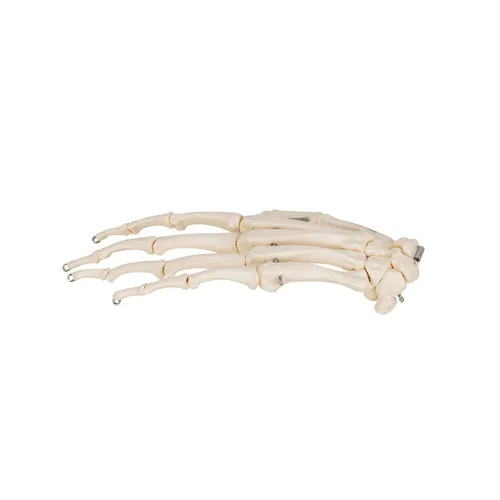 Miniatura 8 de 3B Scientific Esqueleto de mano A40 montado en alambre - 3B Smart Anatomy
