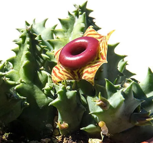 Miniatura 5 de Lifesaver Zebrina Cactus Estrella de Mar, Planta de Cactus, Cactus Rastrero Suculento Bien Enraizado en Maceta de 2", Planta de Interior Ornamental