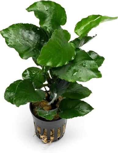 Miniatura 12 de SubstrateSource Plantas vivas – Anubias Hastifolia (Anubias hastifolia) – Luz baja a moderada, hojas en forma de flecha de color verde medio a