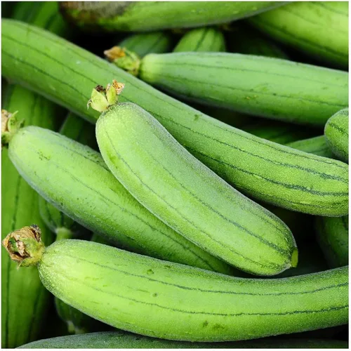 Everwilde Farms - Semillas de calabaza de esponja Luffa de 1 onza - Gold Vault
