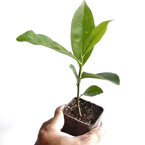 Magnolia grandiflora - Árbol de magnolia del sur en maceta pequeña - Planta de inicio/tapones