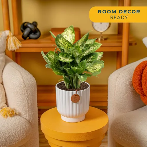 Miniatura 2 de Costa Farms Dieffenbachia, planta viva de galatea en maceta decorativa, fácil de mantener, planta de interior perfecta para el hogar, habitación u