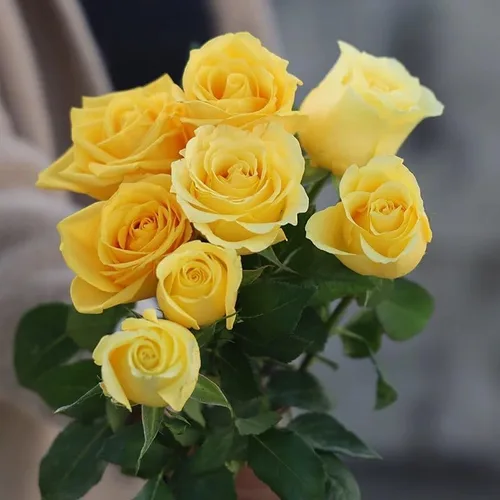 Miniatura 4 de Más de 100 piezas de semilla de rosa amarilla, símbolo de amistad, arbustos de rosa perenne, planta de paisajismo llamativa, fácil de cultivar
