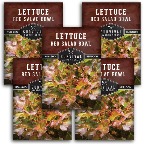 Miniatura 11 de Semillas de lechuga roja para plantar, 1 paquete con instrucciones para plantar y cultivar lechuga de hoja suelta en tu huerto casero, variedad