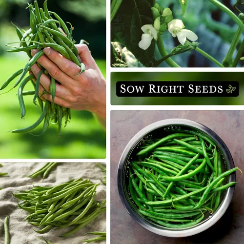 Miniatura 4 de Sow Right Seeds - Semillas de frijol Wonder Pole de Kentucky para plantar - Paquete de reliquia sin OMG con instrucciones para plantar un huerto