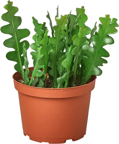 Miniatura 11 de Suculenta Crassula Jade Planta viva para interior Diferentes plantas de interior en maceta de 4 y 6 pulgadas Planta de casa real para sala