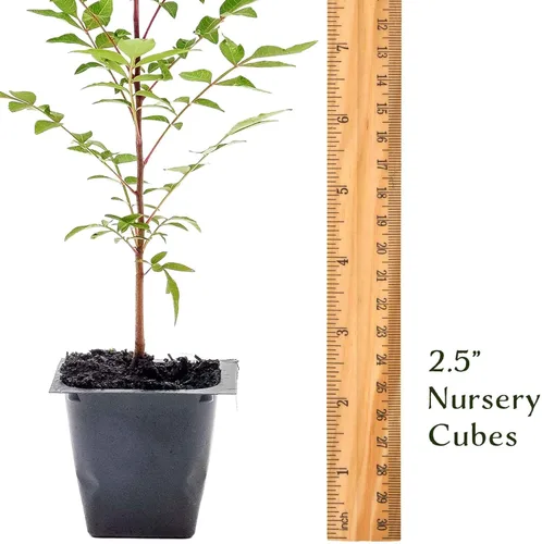 Miniatura 8 de 1 árbol de pistache chino Árbol joven vivo en cubo de vivero de 2.5 pulgadas Variedad Pistacia Chinensis Toldos de sombra caducifolios