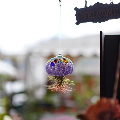 Miniatura 8 de H&D HYALINE & DORA Terrario de cristal soplado a mano colgante con diseño de medusa de aire para plantas de aire, decoración para jardín, porche