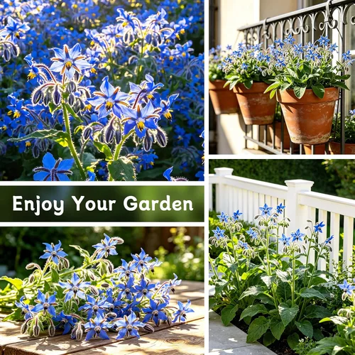 Miniatura 5 de LUOJIBIE Semillas de borraja, más de 2,000 semillas de borraja azul para plantar en exteriores e interiores, semillas de flores a granel