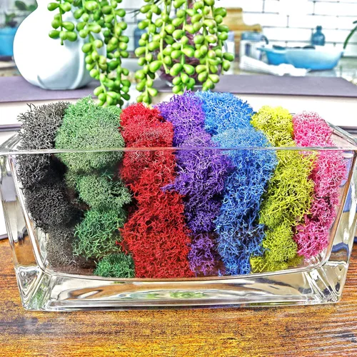 Miniatura 3 de Musgo de reno preservado verde bosque, 2 onzas, para interiores y exteriores, para plantas en maceta, terrarios, jardines de hadas, artes