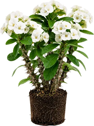 Euphorbia - Planta de corona de espinas, planta viva suculenta perenne para interiores y exteriores, 4 a 7 pulgadas (blanco)