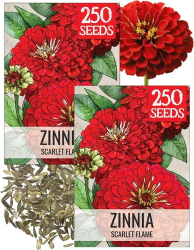 Miniatura 31 de Seed Needs California Giants - Semillas de zinnia – 250 semillas tradicionales para plantar Zinnia elegans – Cultiva flores anuales polinizadas