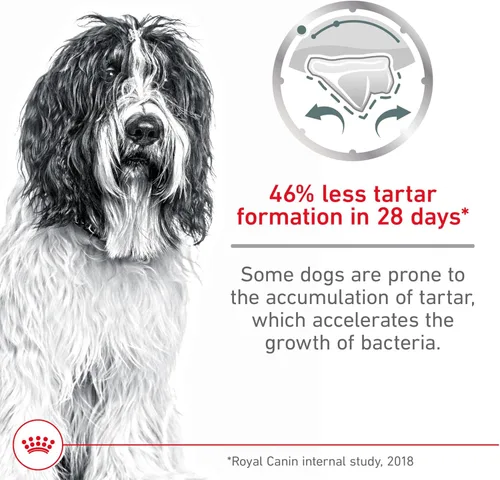 Miniatura 2 de Royal Canin Canine Care Nutrition - Alimento seco para perros adultos, bolsa de 30 libras
