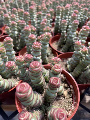 Miniatura 4 de Collar de bebé Crassula de 4 pulgadas, plantas suculentas vivas, plantas suculentas raras totalmente arraigadas en suelo suculento, planta viva