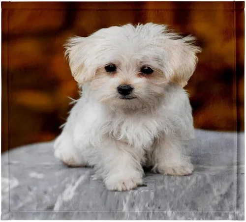 Miniatura 7 de 3dRose 22x30 Toalla de baño de mano para piscina - Maltés. Lindo cachorro. Perros