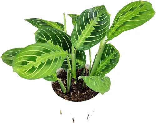 Miniatura 15 de Árbol de dinero trenzado de tocón de Pachira (4 pulgadas), plantas de interior de la suerte, plantas de interior decorativas únicas de 4/6 pulgadas